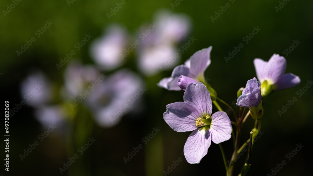 Cardamine pratensis - Cuckoo flower - Cardamine des prés