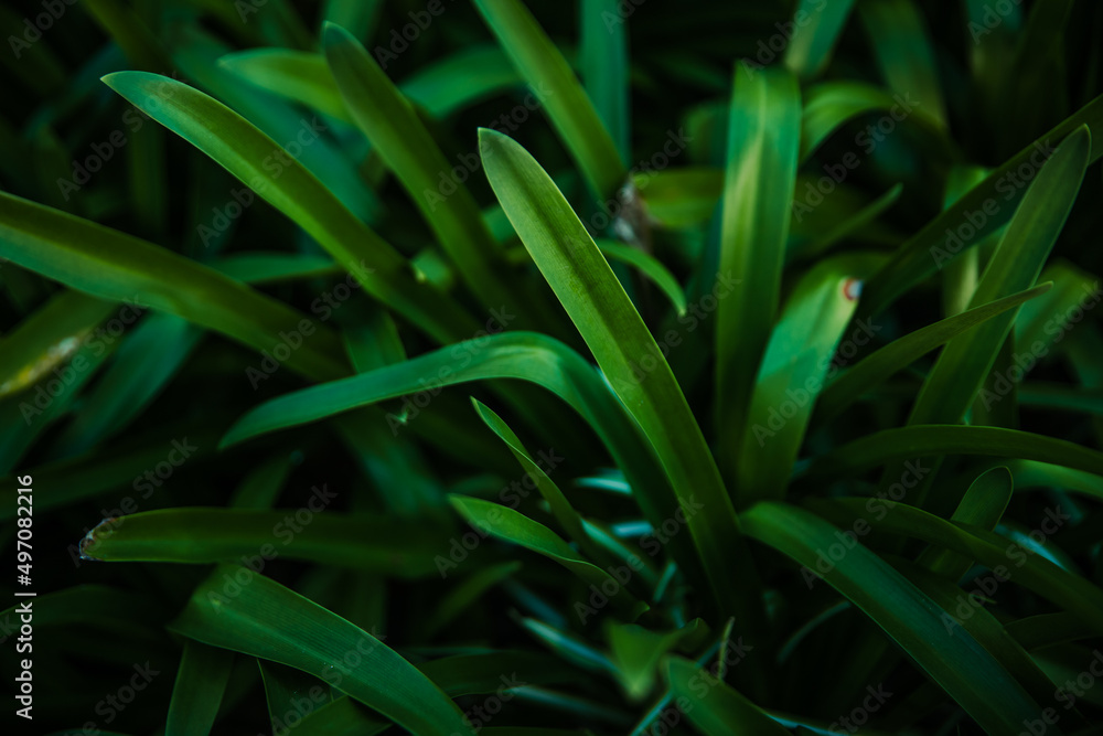 Obraz premium green grass with dew drops