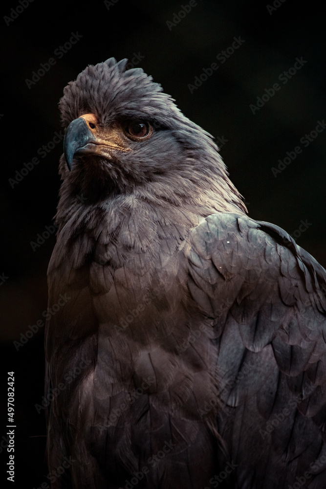 Fototapeta premium portrait of a vulture