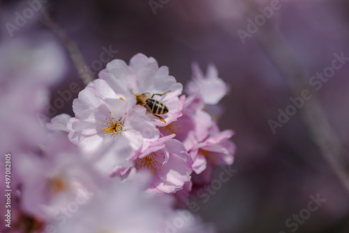 Biene in rosa Kirschblüten am Baum im Frühling 