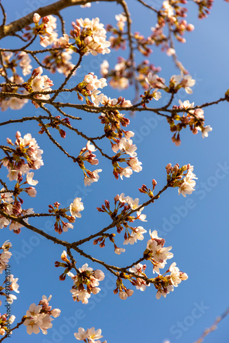 rosa Kirschblüten am Baum im Frühling 