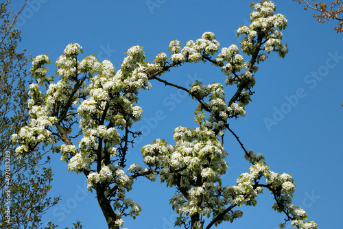 white blooming tree in springtie