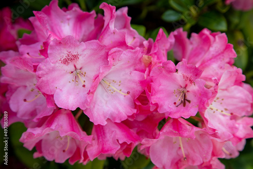 Rhododendron  Morgenrot 