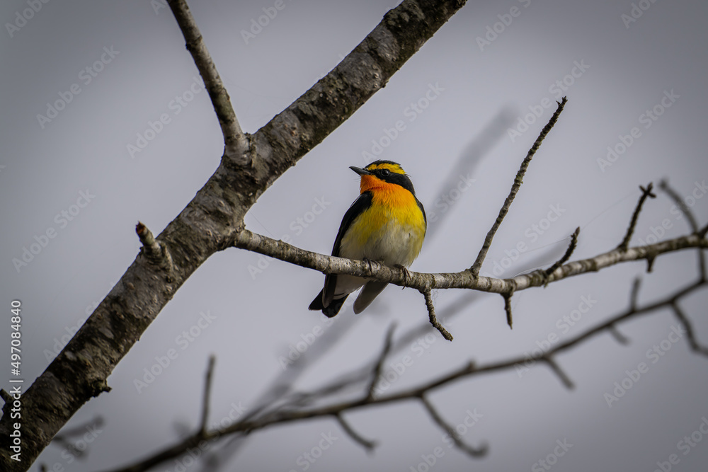 Naklejka premium 北海道の5月、キビタキの春。