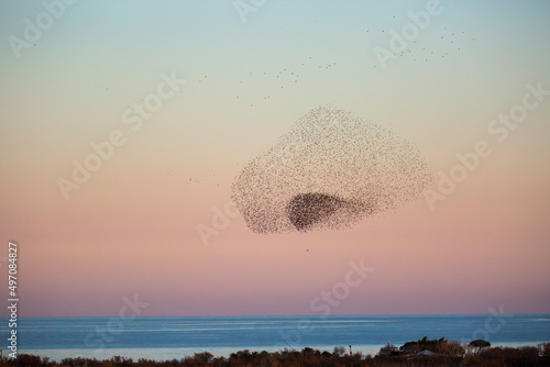 Foto Starlings murmuration in Aiguamolls De L Emporda Nature Park, Spain