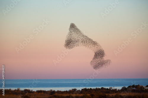 Starlings murmuration in Aiguamolls De L Emporda Nature Park, Spain photo