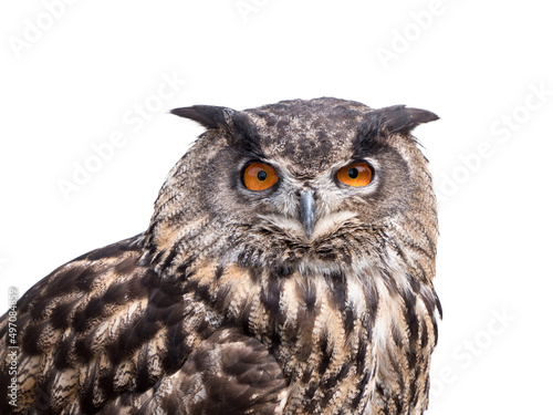 Cut outimage of an Eurasian Eagle Owl