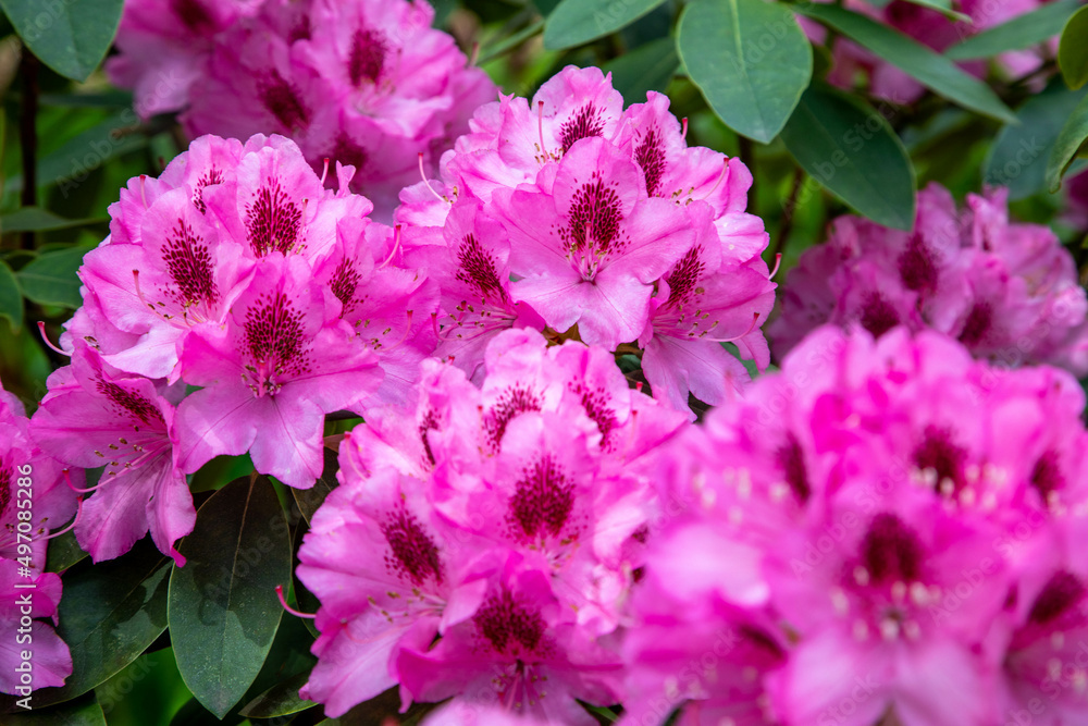 Rhododendron Rhododendron
