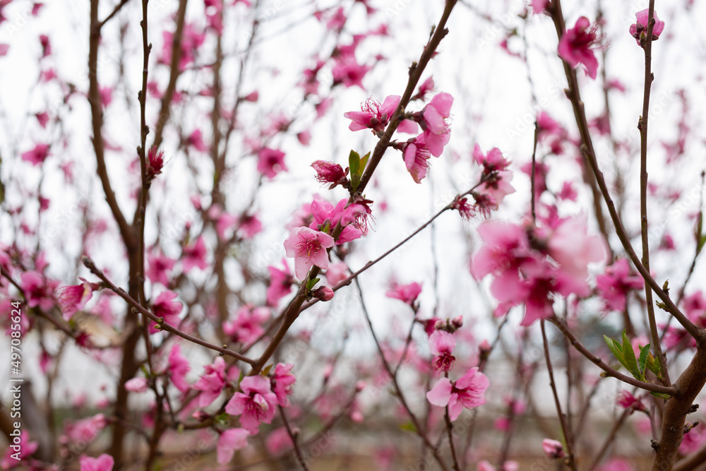 Primavera. Flores de almendro y melocotonero de tonos rosados en el árbol. Primavera. Flores de almendro y melocotonero de tonos rosados en el árbol.