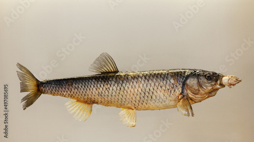 stuffed river fish in the museum