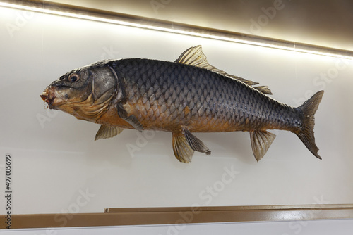 Fototapeta Naklejka Na Ścianę i Meble -  stuffed river fish in the museum