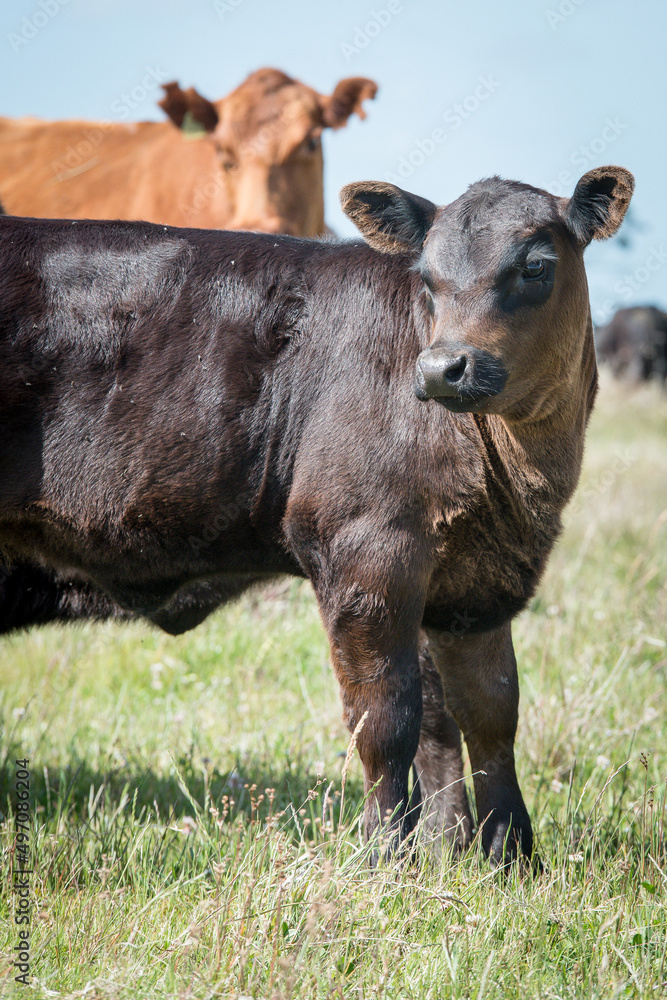 Fototapeta premium Brangus
