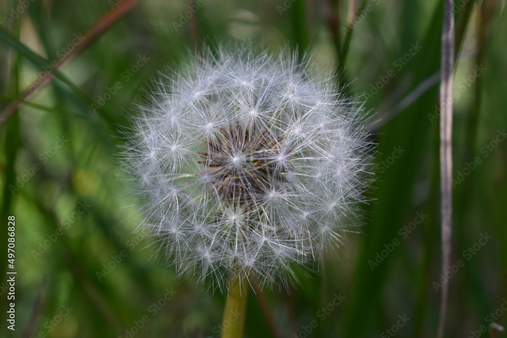 Obraz premium Fluffy dandelion head closeup in a green weeds background