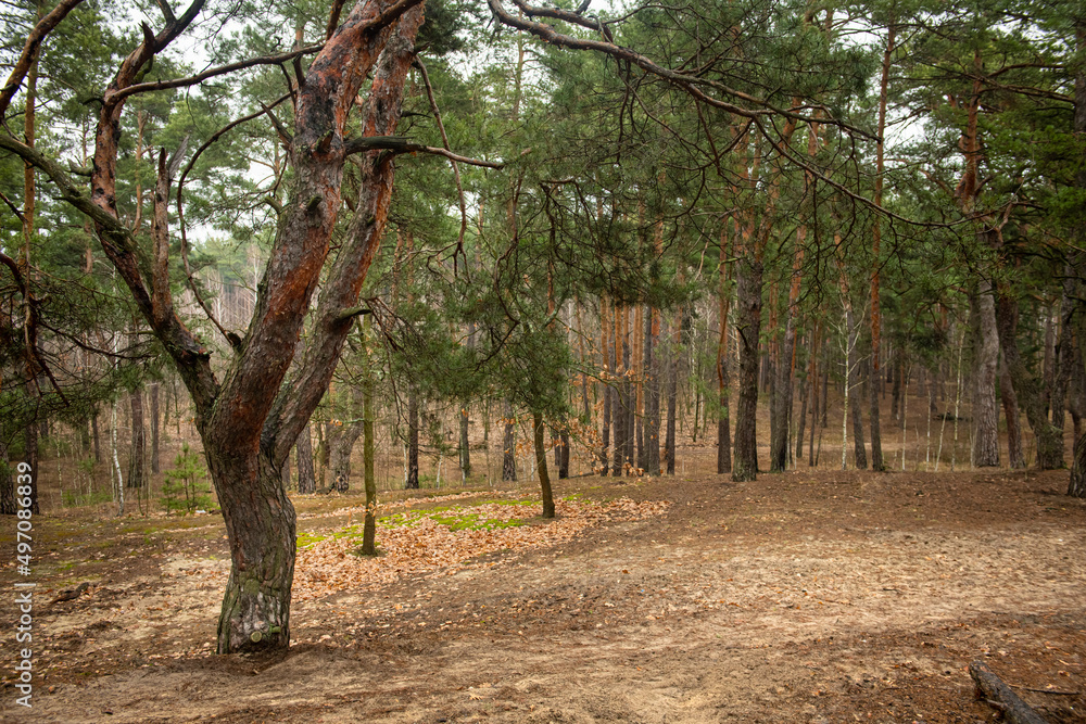 Naklejka premium Dirt road in a green coniferous forest spring nature landscape