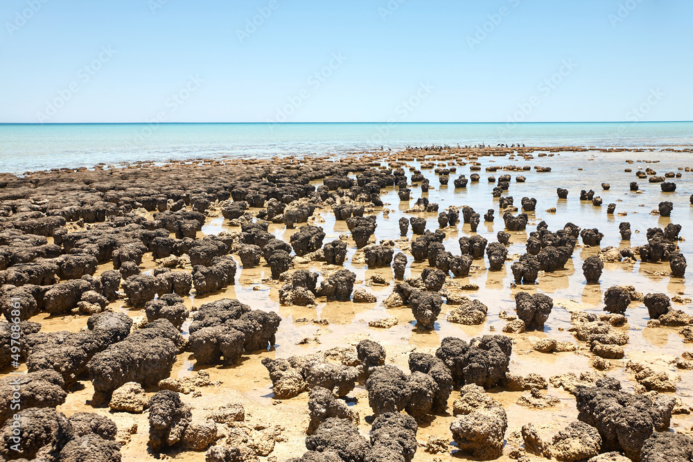 fossile Stromatolithen Kolonie - obrazy, fototapety, plakaty 