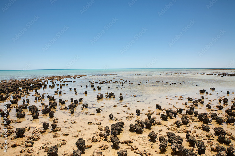 fossile Stromatolithen Kolonie fossile Stromatolithen Kolonie