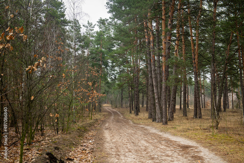 Dirt road in a green coniferous forest spring nature landscape