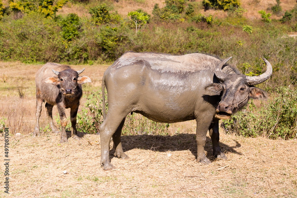 Large male water buffalo covered in mud with protective attitude standing with its calf on dirt road, Inle Lake area, Shan State, Myanmar