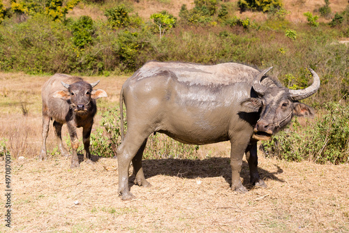 Large male water buffalo covered in mud with protective attitude standing with its calf on dirt road  Inle Lake area  Shan State  Myanmar