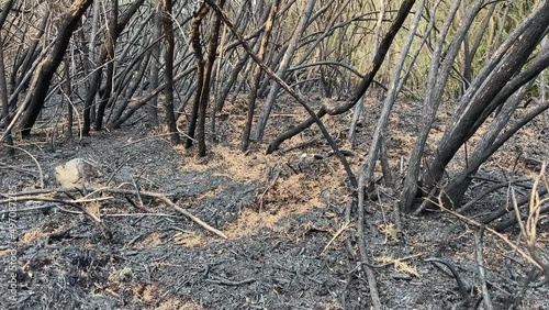Burned vegetation in public park due to arson
