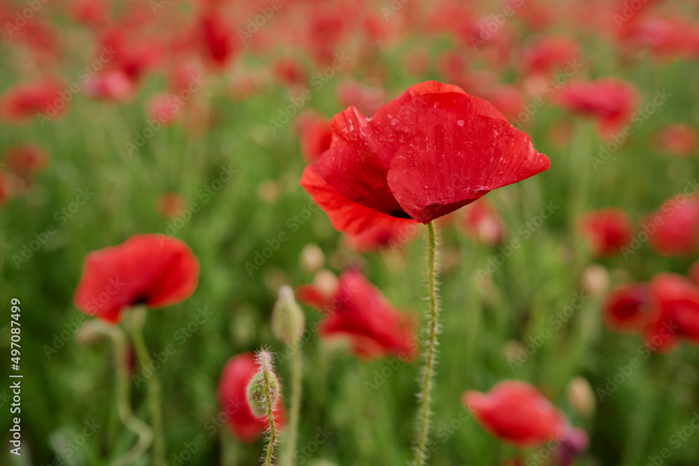 Close up of red poppy flower on the field. Close up of red poppy flower on the field.
