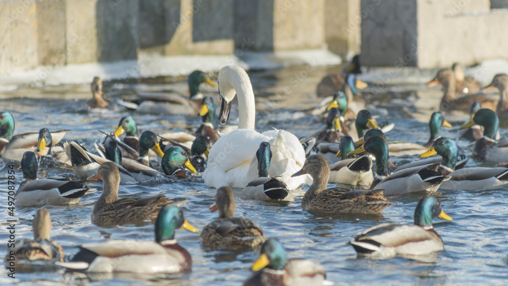 Fototapeta premium Swan and ducks on frozen river. Flock of wild ducks and swans swims in the pond. Wintering of wild birds in the city.