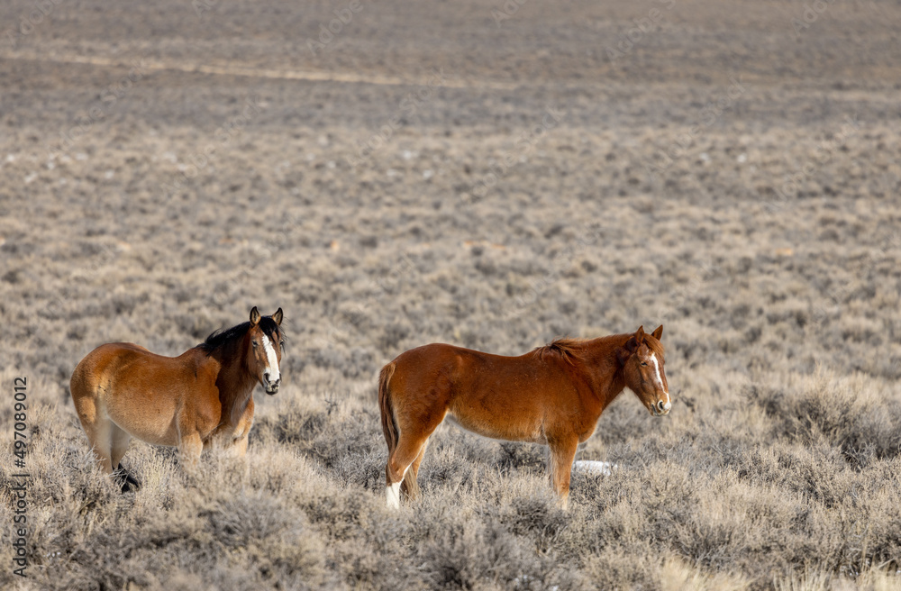 Wild Horses in the Idaho Desert Near Challis in Winter