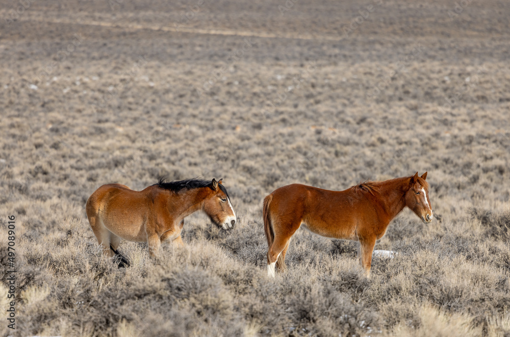 Wild Horses in the Idaho Desert Near Challis in Winter Wild Horses in the Idaho Desert Near Challis in Winter
