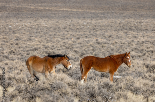 Wild Horses in the Idaho Desert Near Challis in Winter