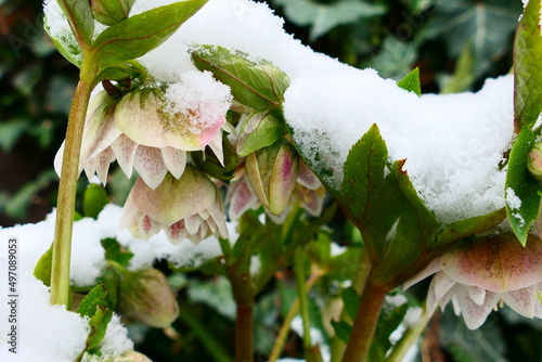 Schneerosen schneebedeckt photo