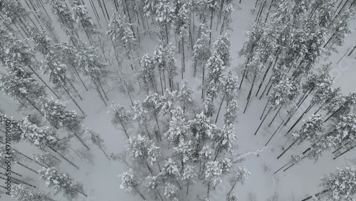 Winter forest from air
