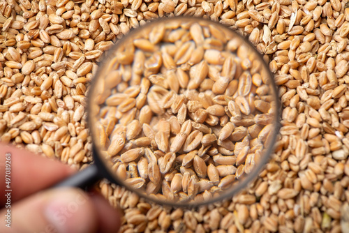 Magnifying glass on wheat grain. Concept of closer look on wheat grain, determine its characteristics, quality, amount of cellulose