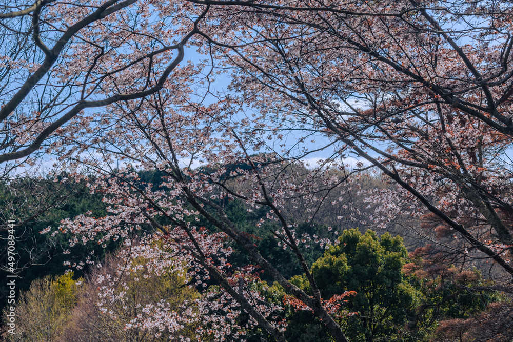 満開の桜　ソメイヨシノ　春イメージ