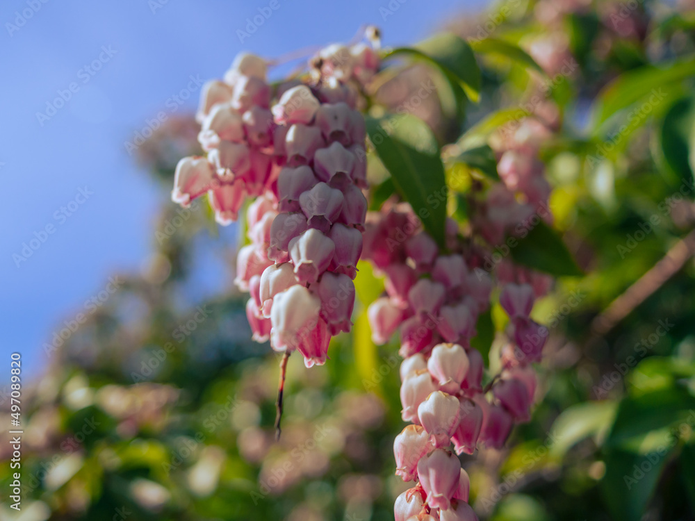 アセビの花　春イメージ