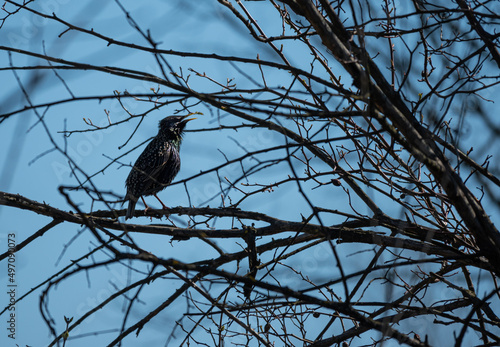 A starling on the tree branches. Bird among the branches.