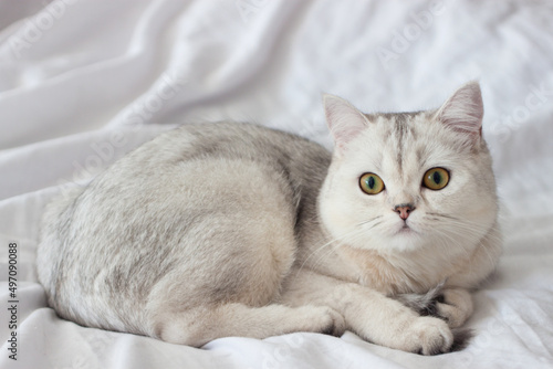 the cat is lying on a white blanket