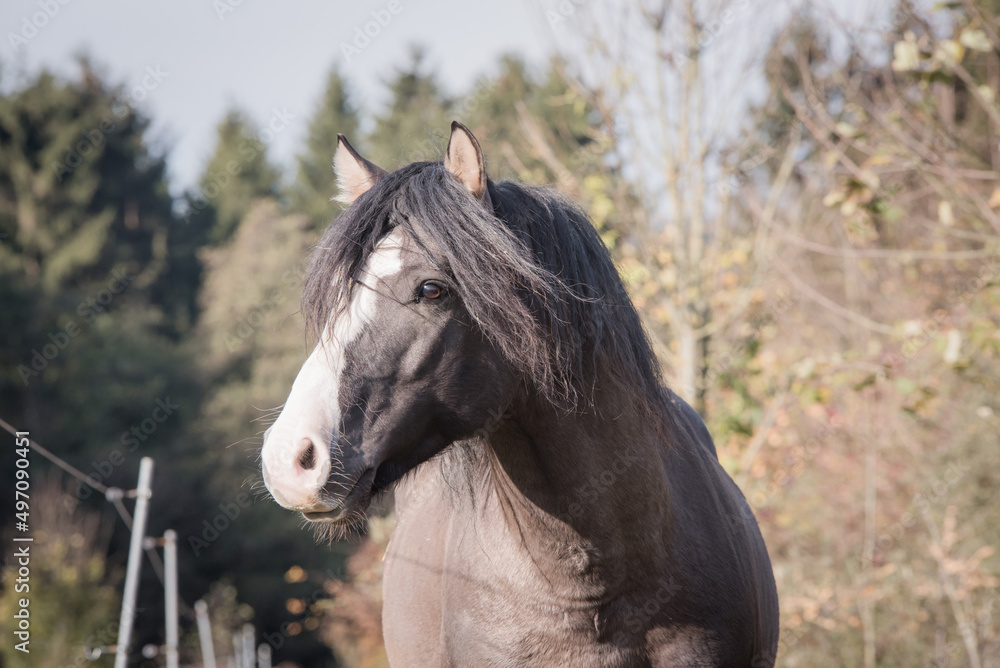 portrait of a horse portrait of a horse