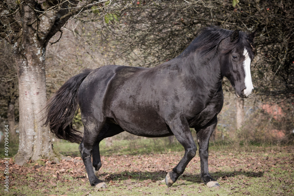 Fototapeta premium black horse running