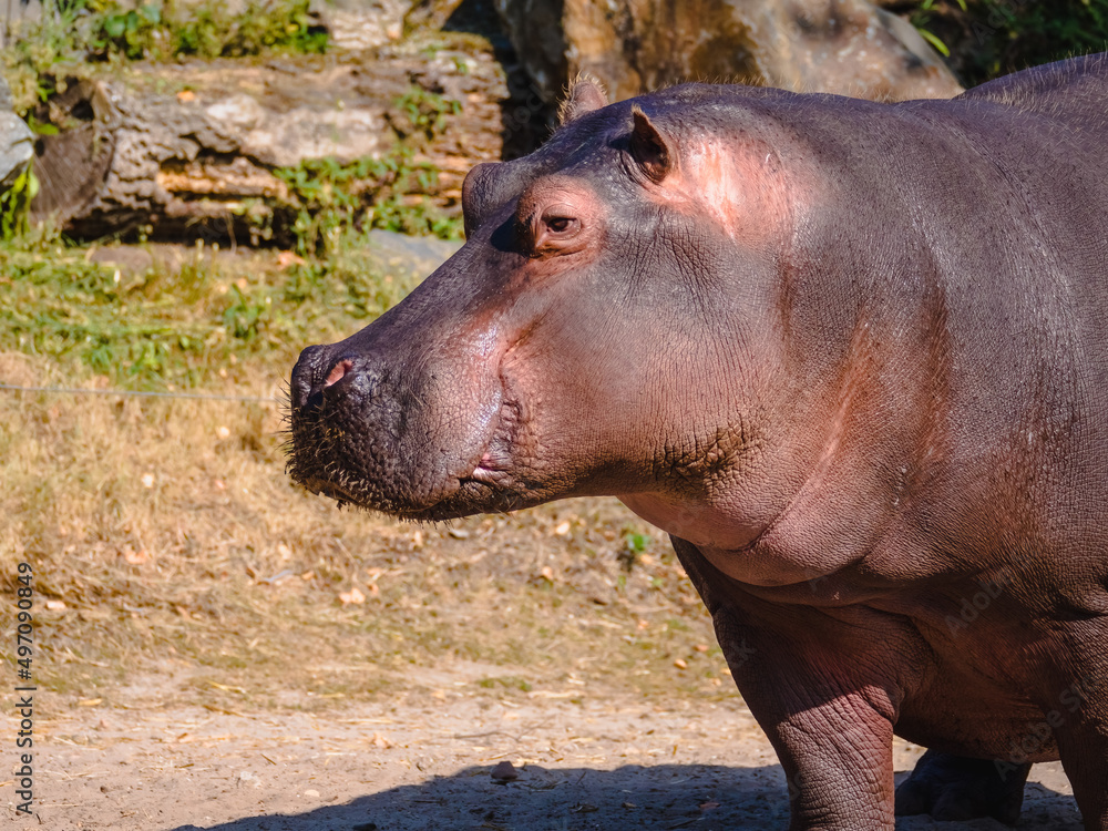 Side view of a mature giant hippo Side view of a mature giant hippo