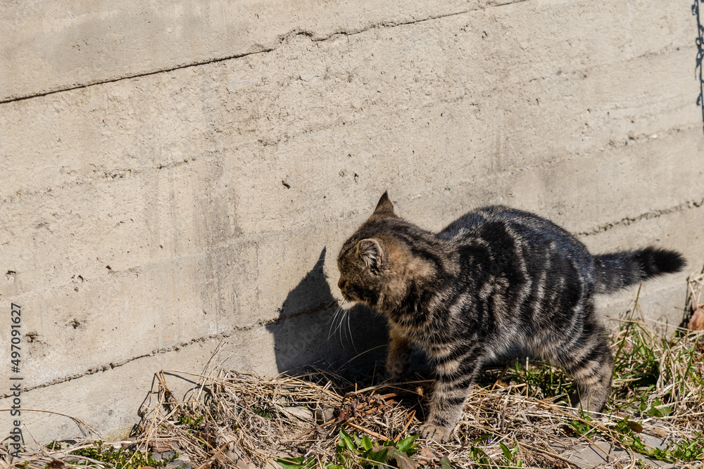Obraz premium Cute cat near wall playing with shadow