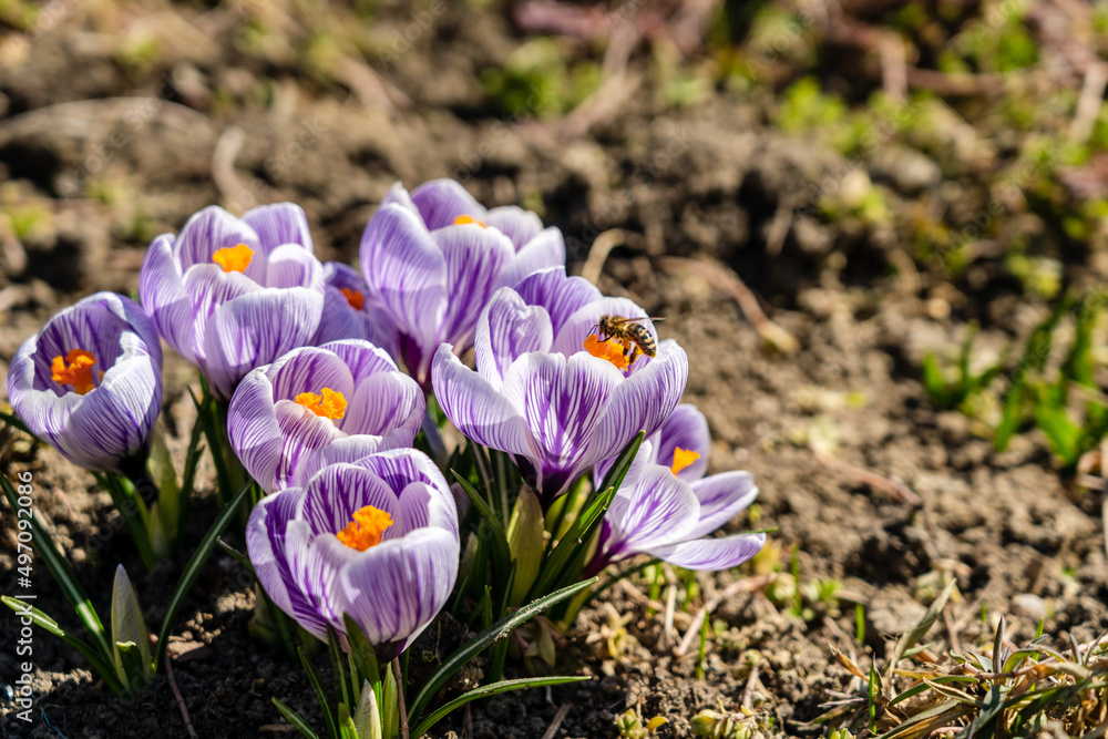 Bright crocus Pickwick and the bees in the spring Bright crocus Pickwick and the bees in the spring