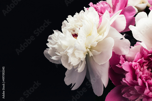 Lush bouquet of pink and white peonies on black background. Floral card design. Selective focus