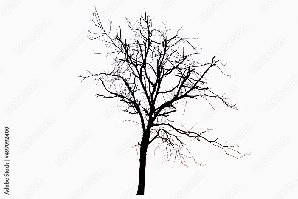 Obraz premium Dried tree and isolated on white background