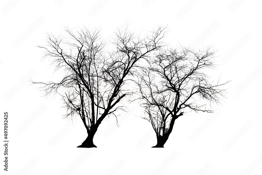 Fototapeta premium Two dried tree and isolated on white background