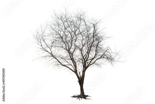 Dried tree and isolated on white background