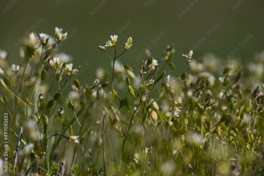 Fototapeta premium Small flowering plants that sprang up in the first days of spring. Spring wild plants. Natural background