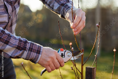 A gardener prunes a new young fruit tree