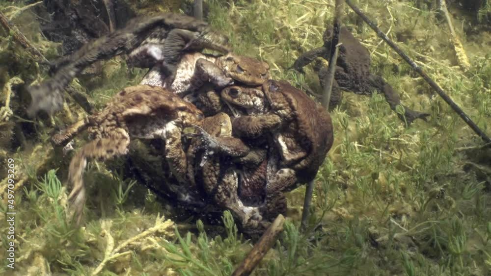 During the breeding time several Common toad (Bufo bufo) form a heap, each male trying to grasp the female. During the breeding time several Common toad (Bufo bufo) form a heap, each male trying to grasp the female.