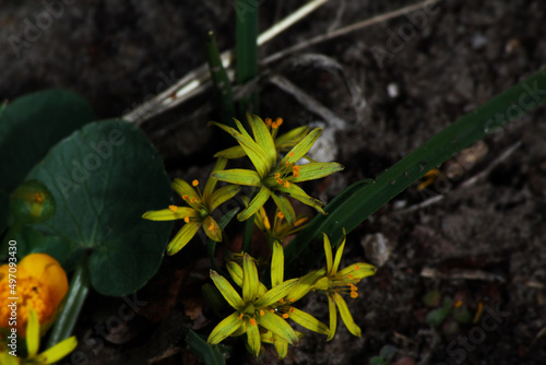 flower in the garden photo