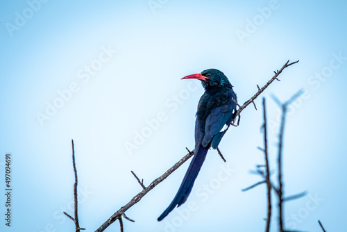 Green wood hoopoe on a branch. photo